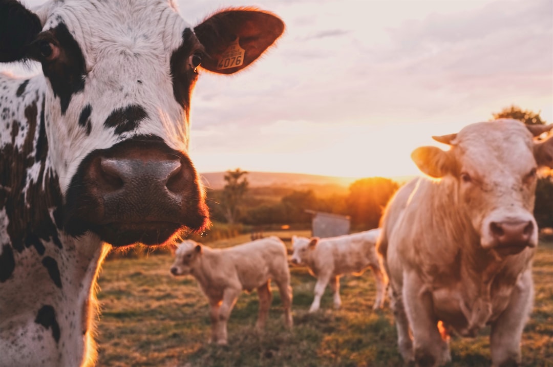 Photo Cattle ranch