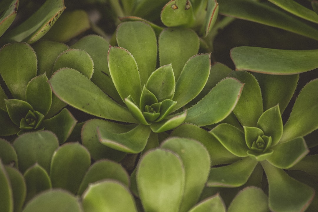 Photo Greenery, Playground